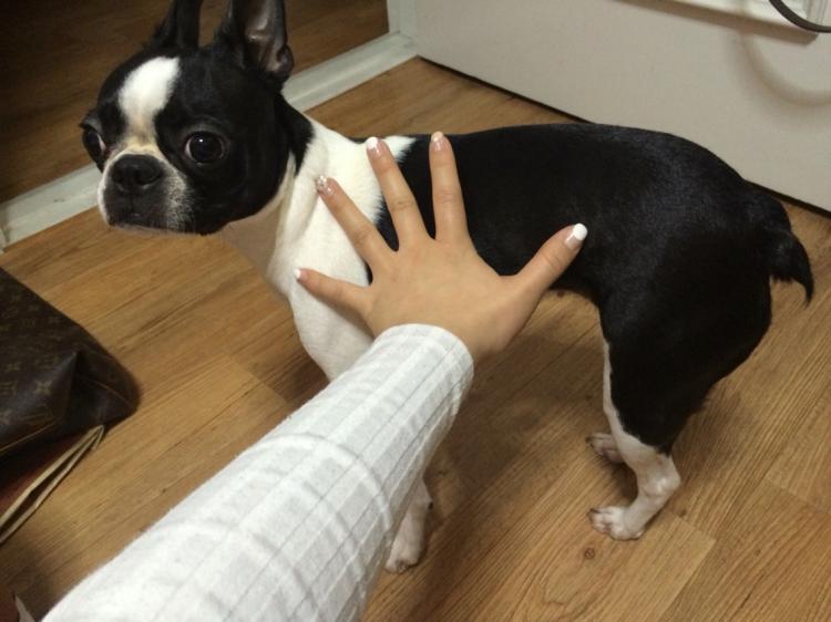 유기견보호센터 강아지보호소 고양이보호소 - 펫찾기 12번째 사진