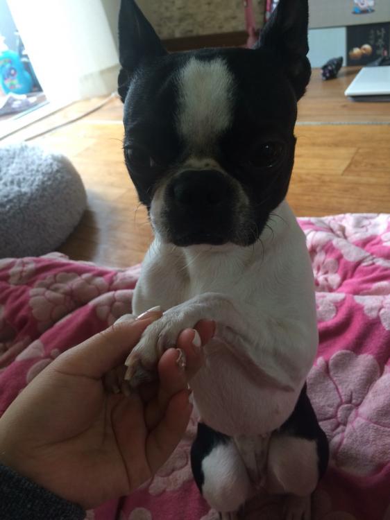 유기견보호센터 강아지보호소 고양이보호소 - 펫찾기 11번째 사진