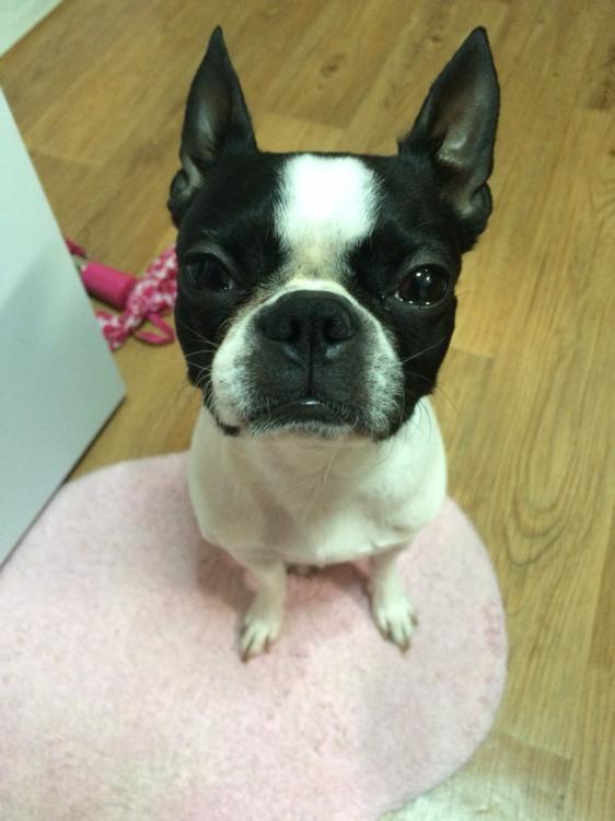 유기견보호센터 강아지보호소 고양이보호소 - 펫찾기 10번째 사진