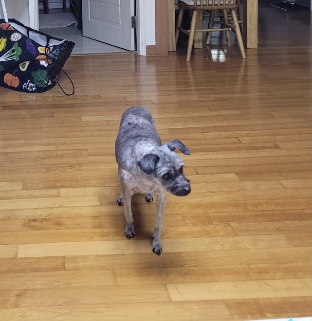 유기견보호센터 강아지보호소 고양이보호소 - 펫찾기 16번째 사진