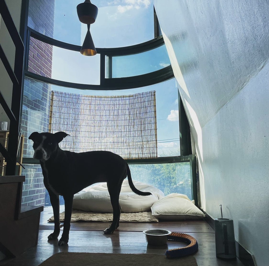 유기견보호센터 강아지보호소 고양이보호소 - 펫찾기 9번째 사진