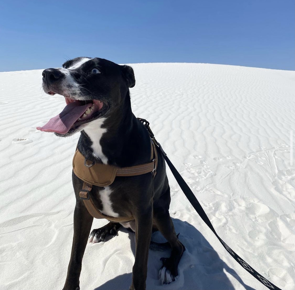 유기견보호센터 강아지보호소 고양이보호소 - 펫찾기 10번째 사진