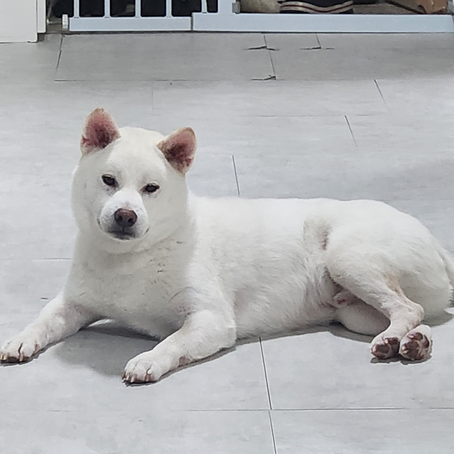 유기견보호센터 강아지보호소 고양이보호소 - 펫찾기 14번째 사진