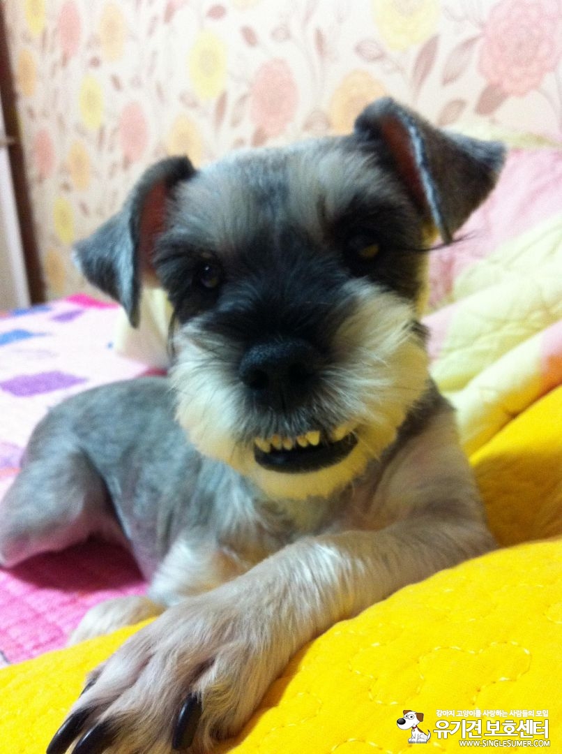 유기견보호센터 강아지보호소 고양이보호소 - 펫찾기