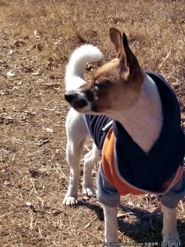 믹스견 찾아요 ㅠㅠ