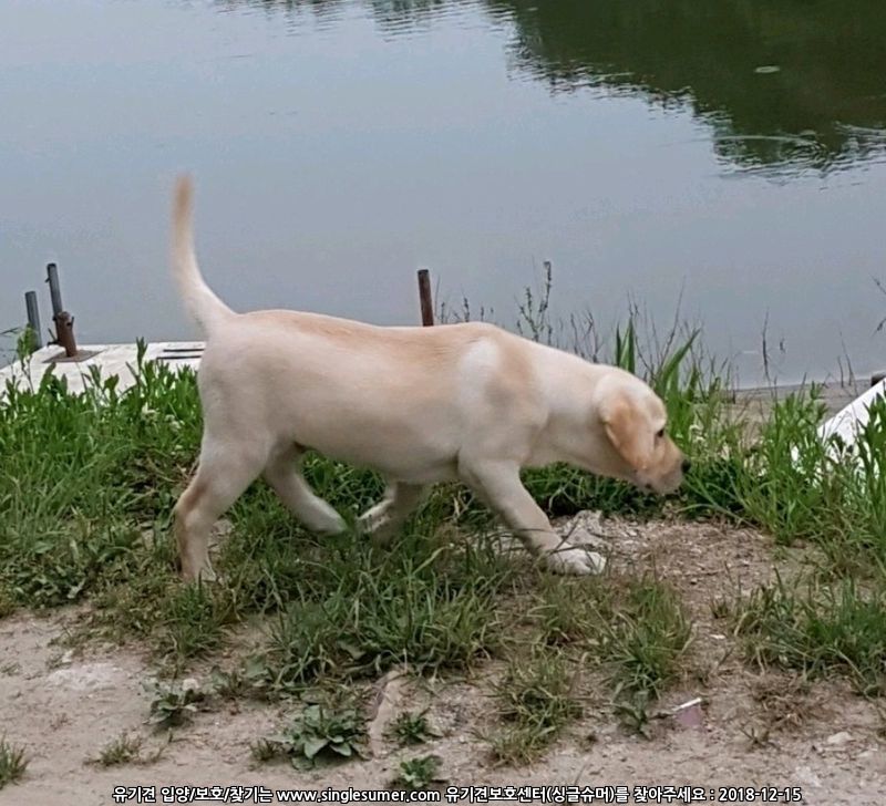 유기견보호센터 강아지보호소 고양이보호소 - 펫찾기 16번째 사진