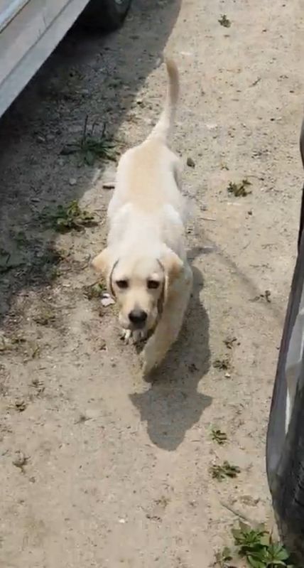 유기견보호센터 강아지보호소 고양이보호소 - 펫찾기 15번째 사진