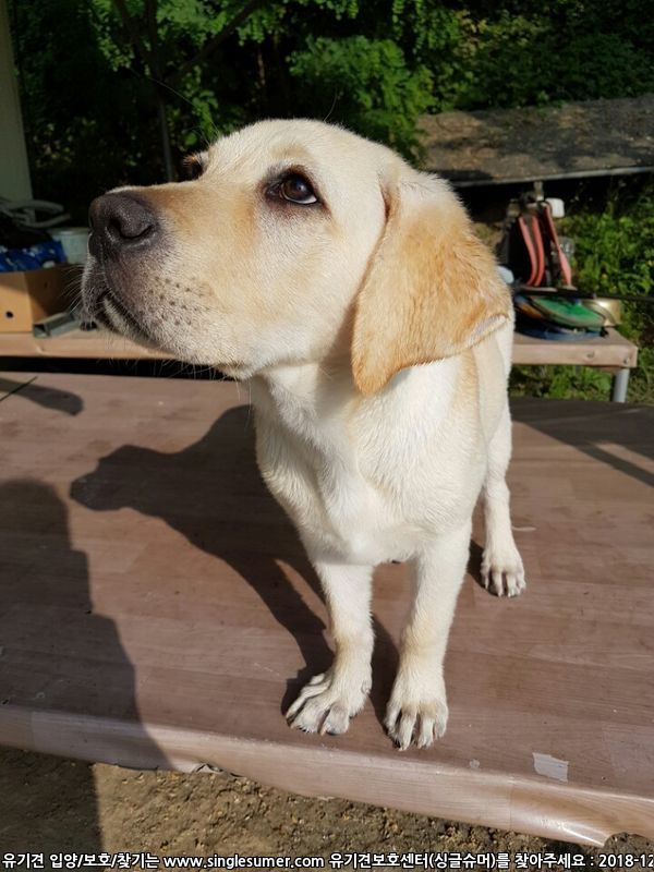 유기견보호센터 강아지보호소 고양이보호소 - 펫찾기 14번째 사진