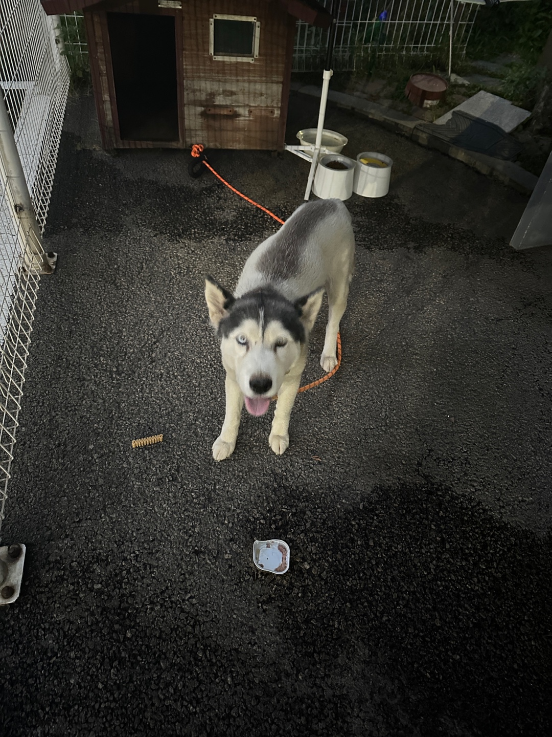 유기견보호센터 강아지보호소 고양이보호소 - 펫찾기 23번째 사진