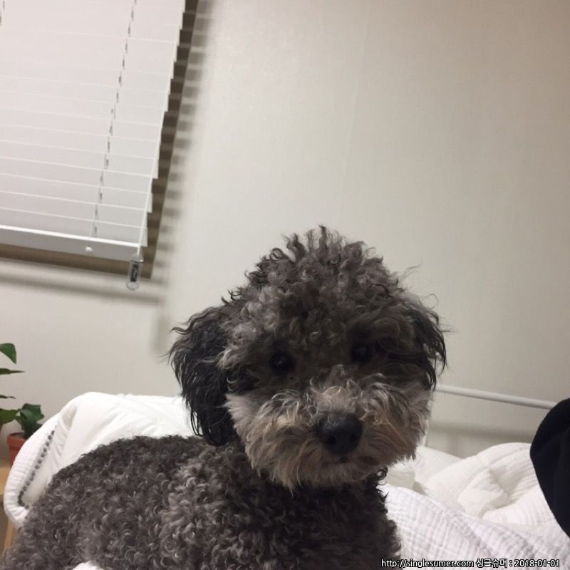 유기견보호센터 강아지보호소 고양이보호소 - 펫찾기 12번째 사진