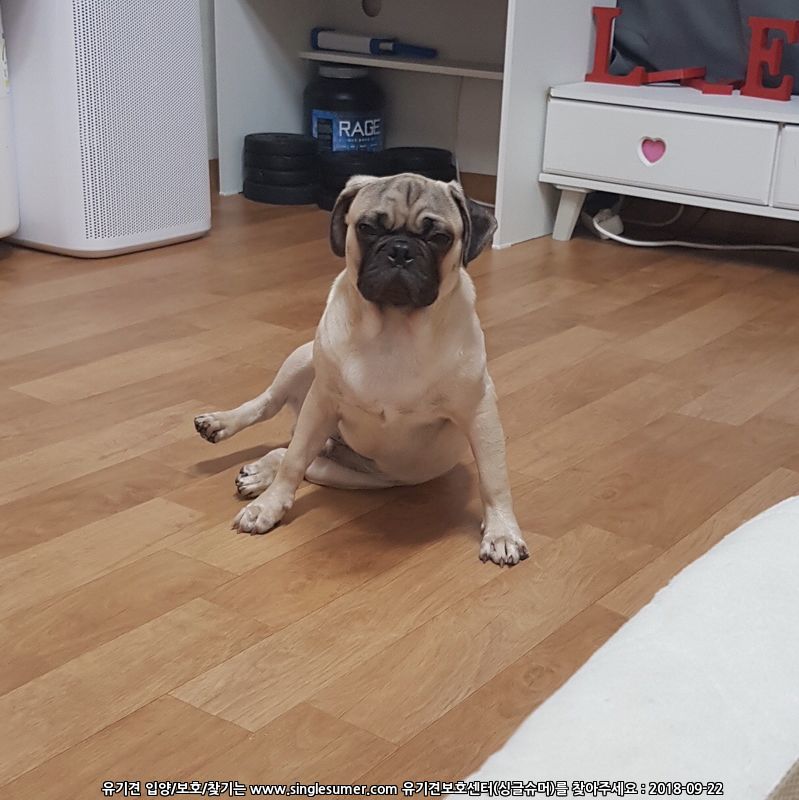 유기견보호센터 강아지보호소 고양이보호소 - 펫찾기 16번째 사진