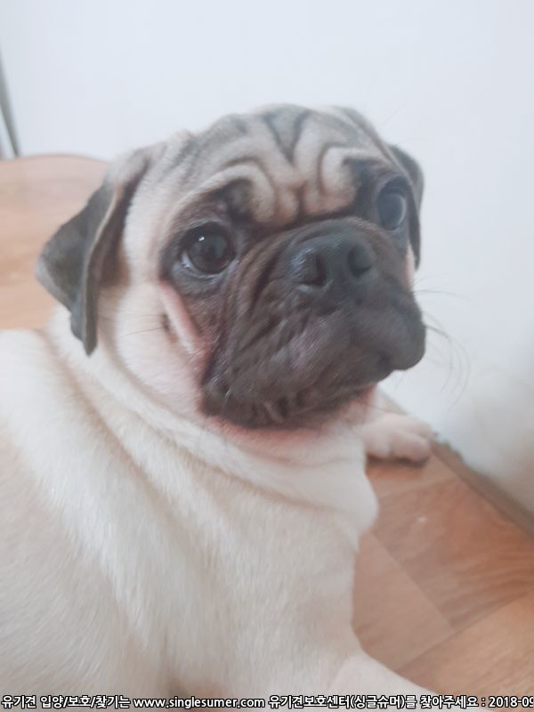 유기견보호센터 강아지보호소 고양이보호소 - 펫찾기 15번째 사진