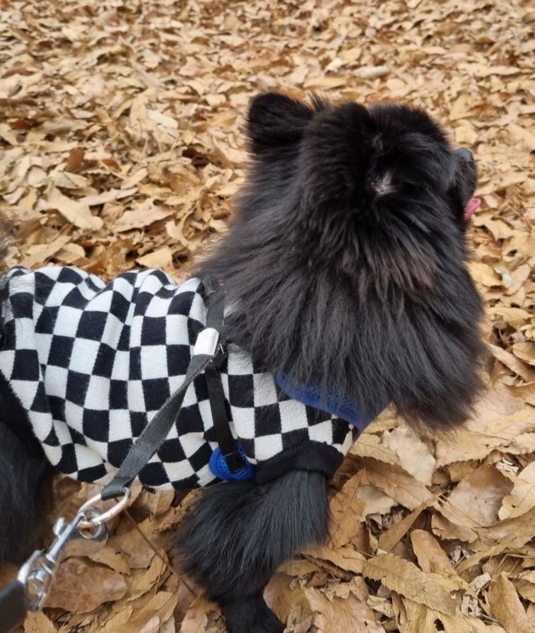 강아지 찾아요..