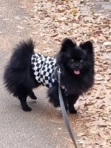 강아지 찾아요.. 2번째 사진