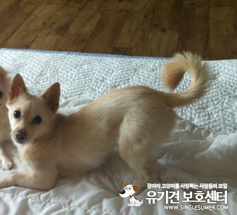 유기견보호센터 강아지보호소 고양이보호소 - 펫찾기 17번째 사진