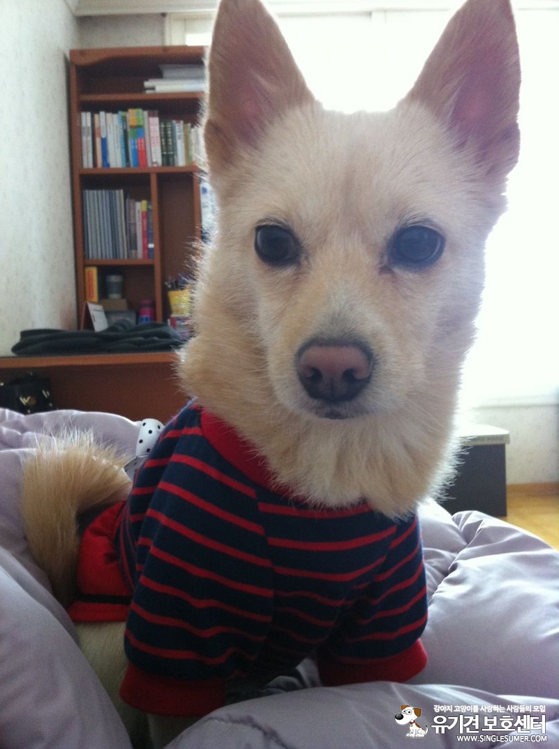 유기견보호센터 강아지보호소 고양이보호소 - 펫찾기 16번째 사진