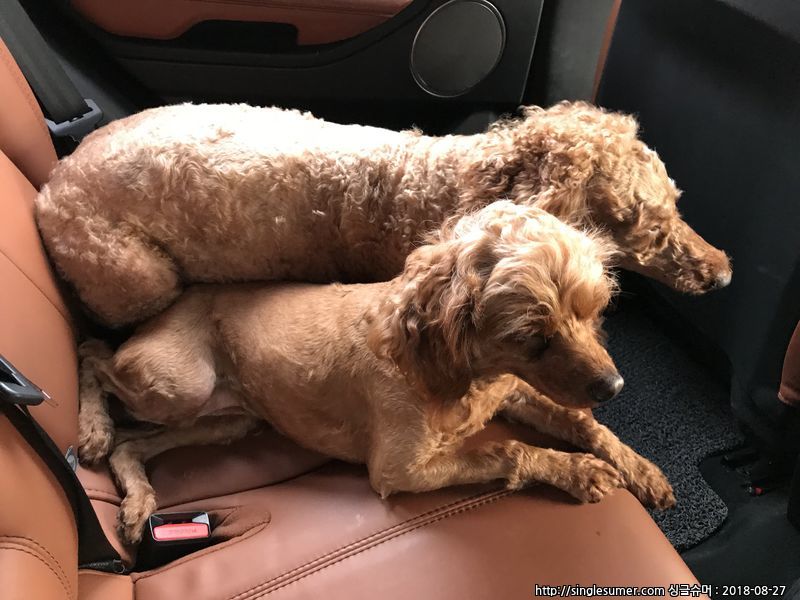 유기견보호센터 강아지보호소 고양이보호소 - 펫찾기 7번째 사진