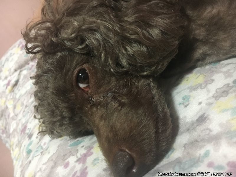 유기견보호센터 강아지보호소 고양이보호소 - 펫찾기 11번째 사진