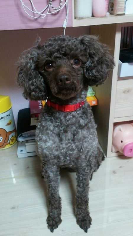 유기견보호센터 강아지보호소 고양이보호소 - 펫찾기 9번째 사진