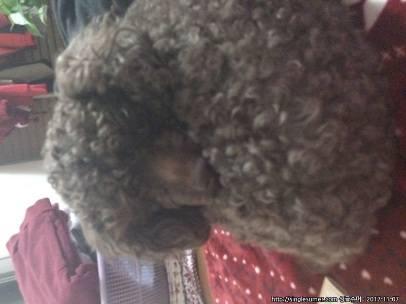 유기견보호센터 강아지보호소 고양이보호소 - 펫찾기 10번째 사진