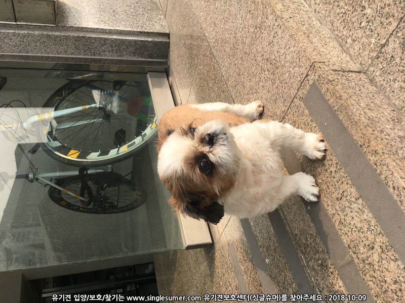 유기견보호센터 강아지보호소 고양이보호소 - 펫찾기 13번째 사진