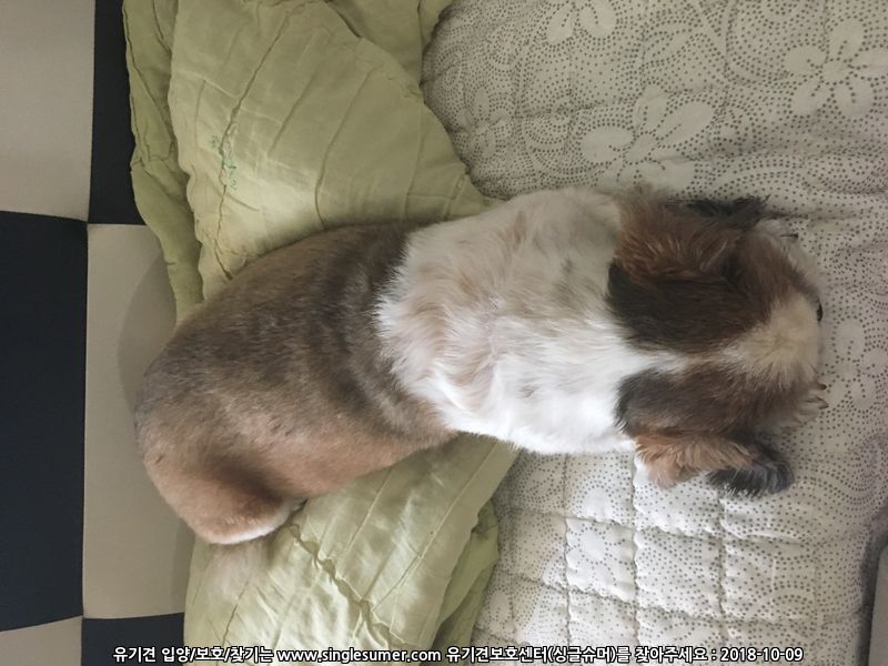 유기견보호센터 강아지보호소 고양이보호소 - 펫찾기 15번째 사진