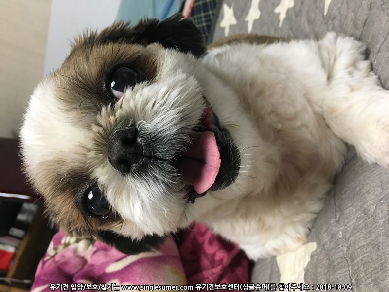 유기견보호센터 강아지보호소 고양이보호소 - 펫찾기 14번째 사진