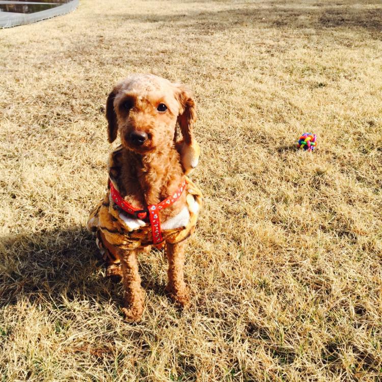 경기도 포천시 직동리 갈색 푸들 애타게 찾습니다. 2번째 사진