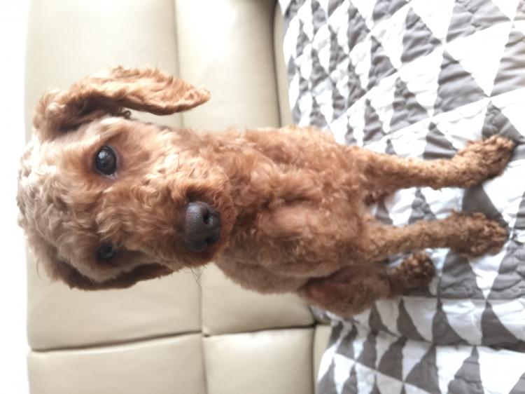 경기도 포천시 직동리 갈색 푸들 애타게 찾습니다.