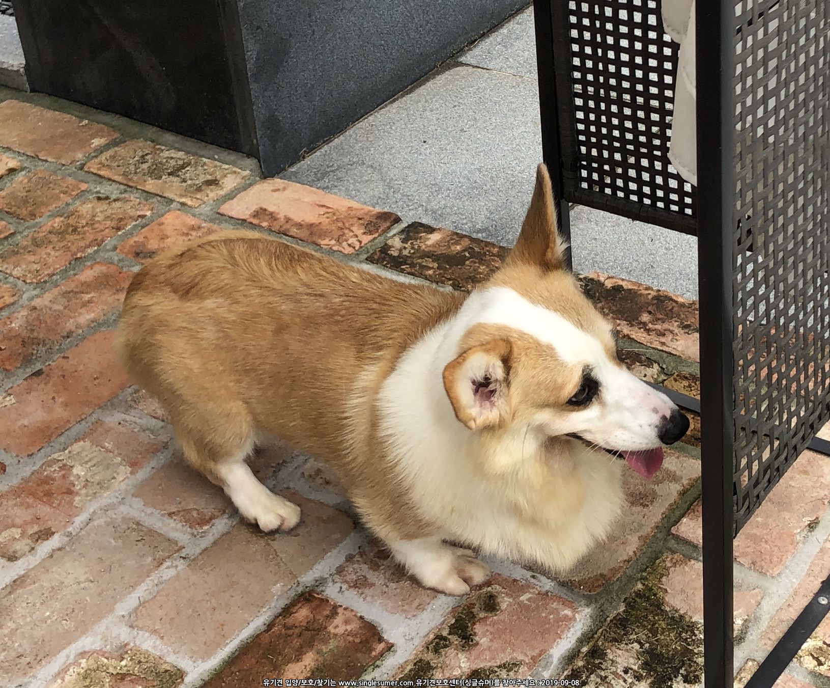 유기견보호센터 강아지보호소 고양이보호소 - 펫찾기 11번째 사진