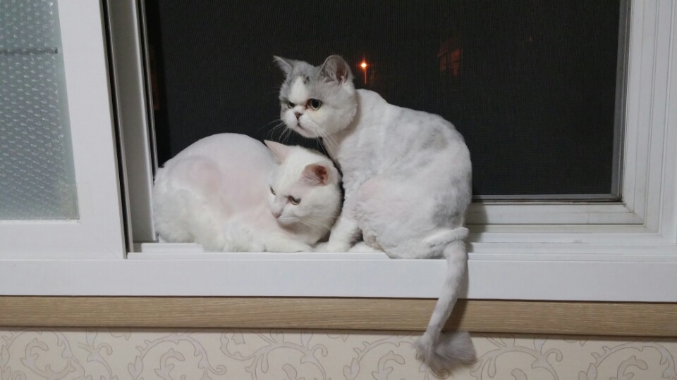 안산시 상록구 미용한 페르시안친칠라 찾아요 3번째 사진