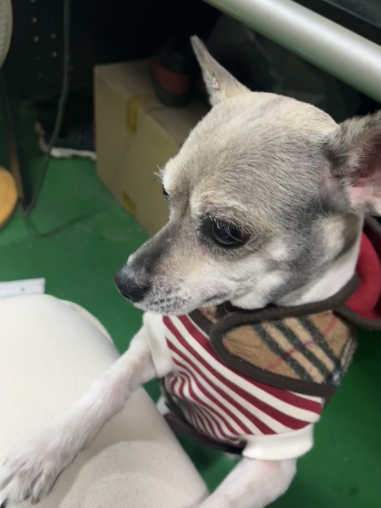 유기견보호센터 강아지보호소 고양이보호소 - 펫찾기 18번째 사진