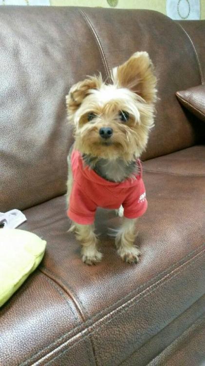 경기도 포천 요크셔를 찾습니다