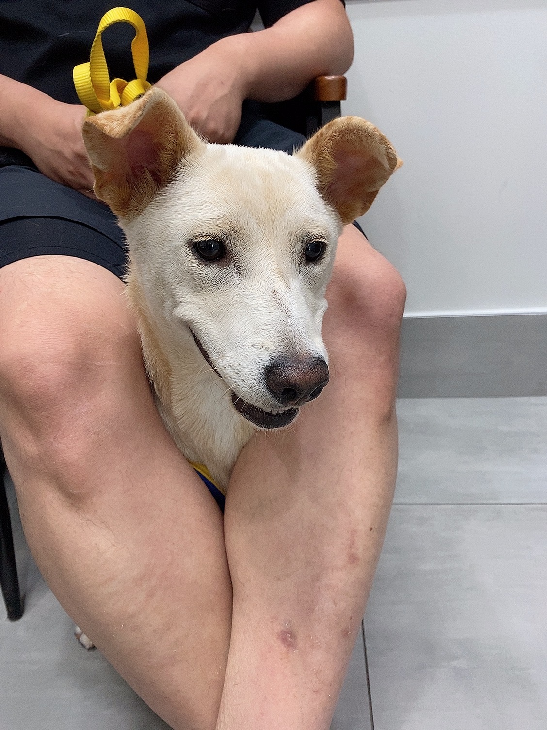 유기견보호센터 강아지보호소 고양이보호소 - 펫찾기 4번째 사진