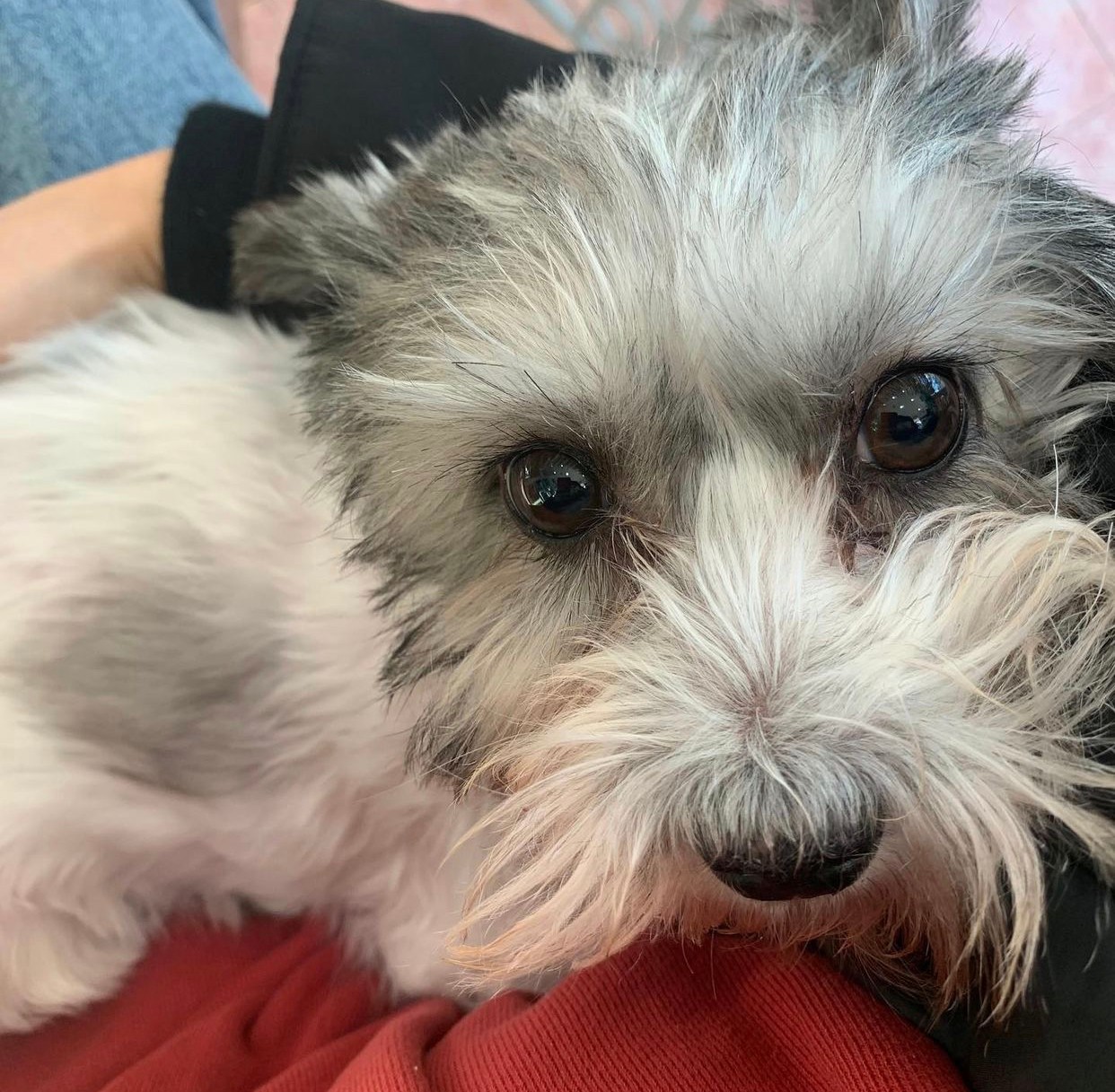 소중한 제 반려견 마음이를 찾습니다(기흥휴게소 부산방면 실종) 5번째 사진