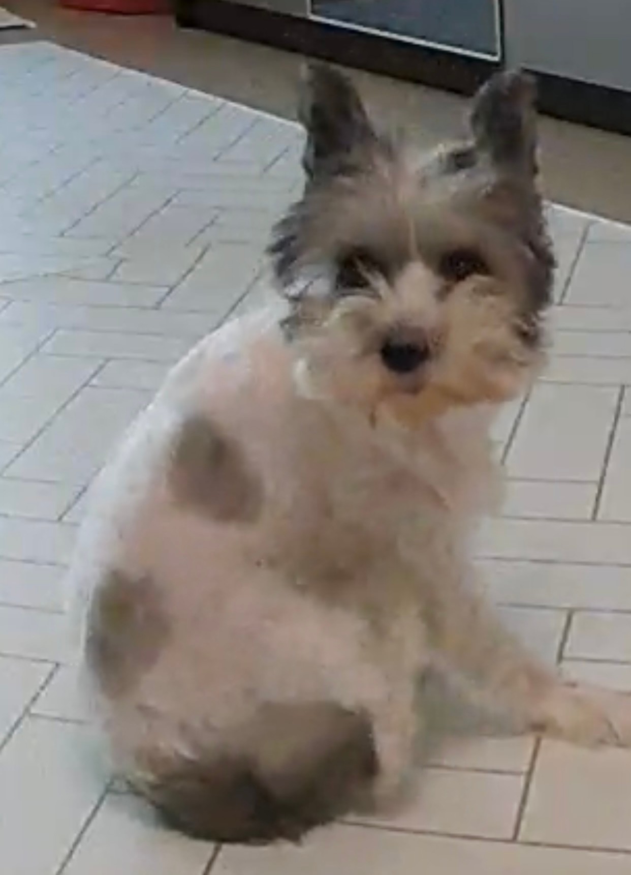 소중한 제 반려견 마음이를 찾습니다(기흥휴게소 부산방면 실종)