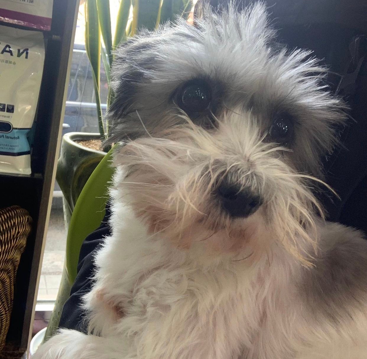 소중한 제 반려견 마음이를 찾습니다(기흥휴게소 부산방면 실종) 3번째 사진