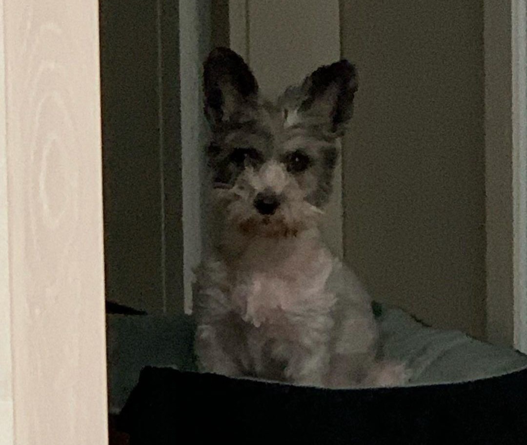 소중한 제 반려견 마음이를 찾습니다(기흥휴게소 부산방면 실종) 2번째 사진