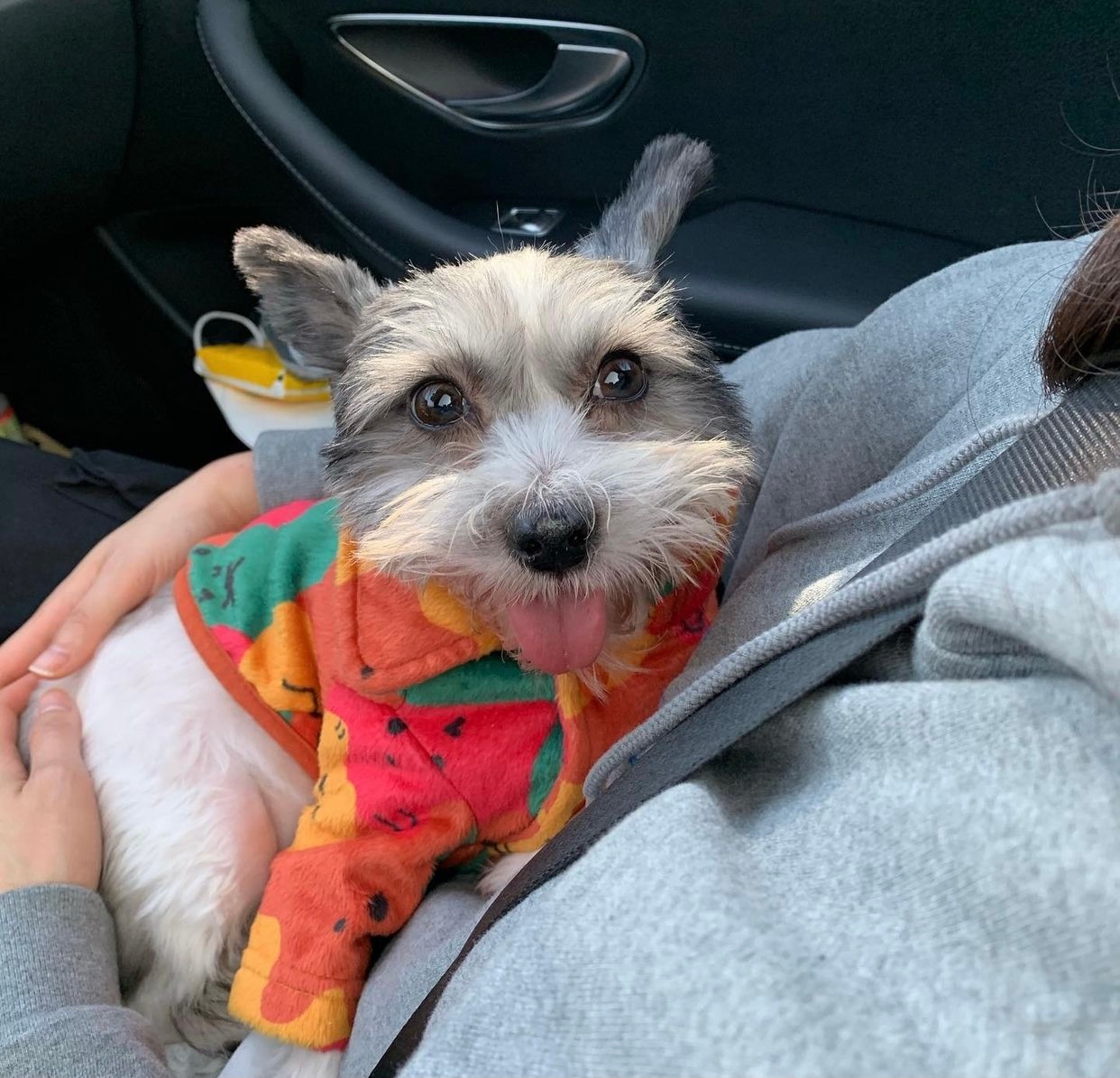 소중한 제 반려견 마음이를 찾습니다(기흥휴게소 부산방면 실종) 4번째 사진