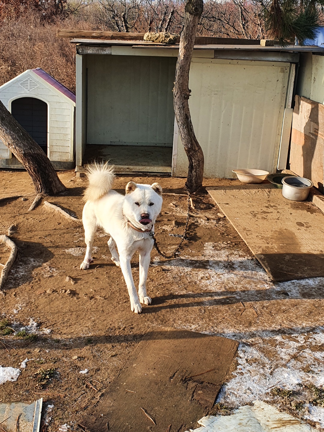 유기견보호센터 강아지보호소 고양이보호소 - 펫찾기 6번째 사진