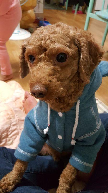 유기견보호센터 강아지보호소 고양이보호소 - 펫찾기 27번째 사진