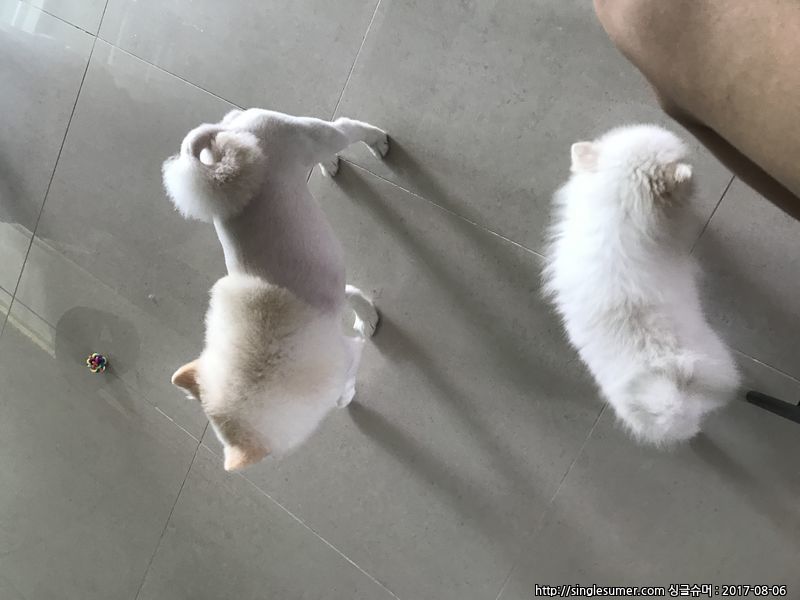 유기견보호센터 강아지보호소 고양이보호소 - 펫찾기 7번째 사진