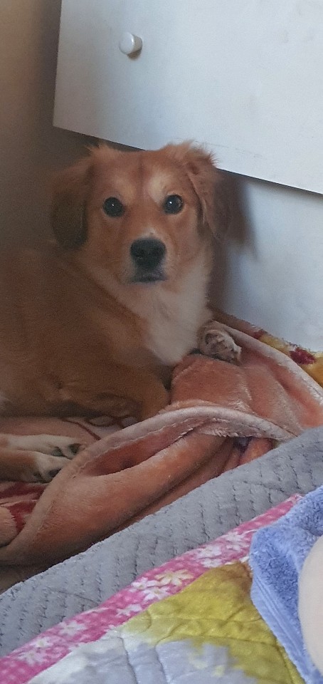 유기견보호센터 강아지보호소 고양이보호소 - 펫찾기 10번째 사진