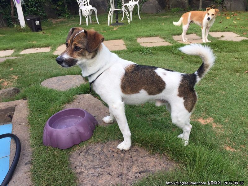 유기견보호센터 강아지보호소 고양이보호소 - 펫찾기 3번째 사진