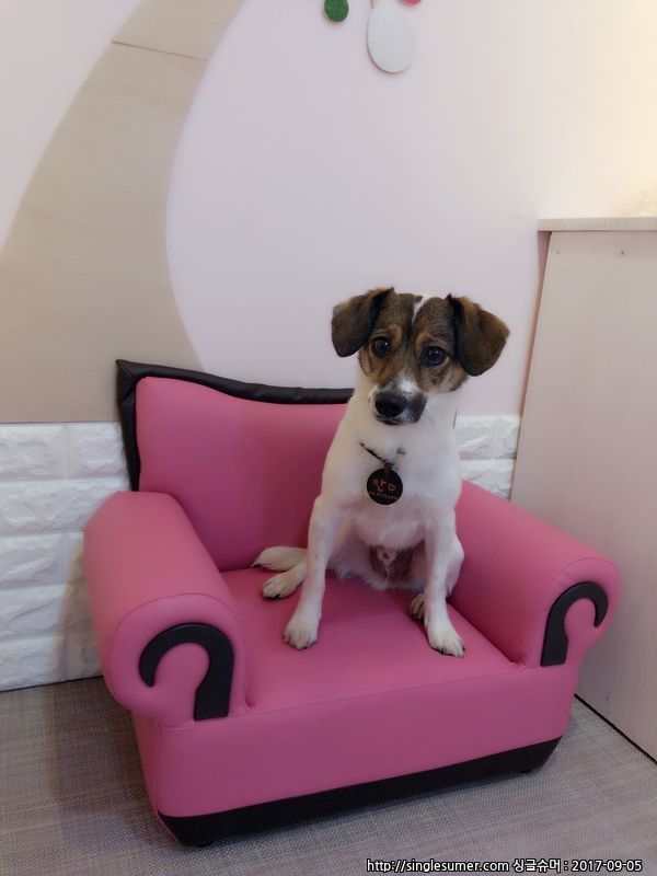 유기견보호센터 강아지보호소 고양이보호소 - 펫찾기 4번째 사진