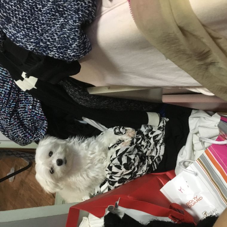 개봉동 말티즈 찾아요 . .