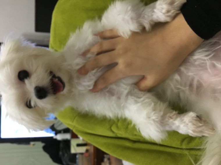 개봉동 말티즈 찾아요 . . 2번째 사진