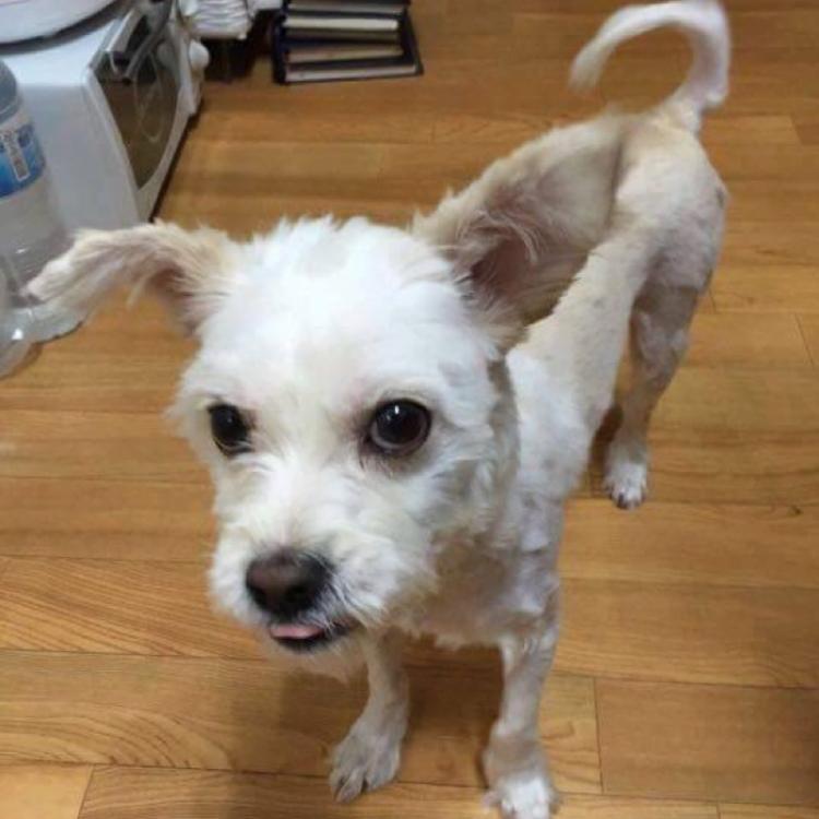 말티즈 믹스견을 찾습니다. 귀와 등이 갈색털이에요. 2번째 사진