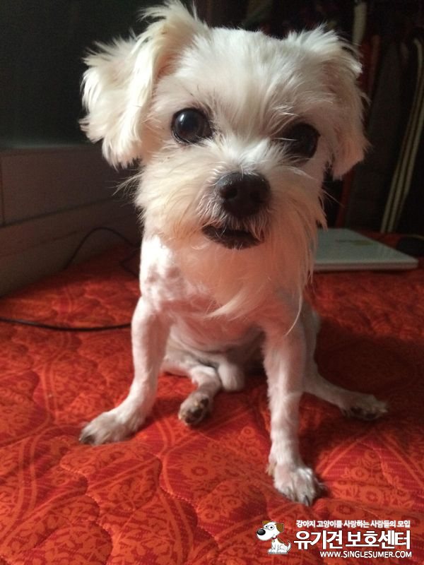 유기견보호센터 강아지보호소 고양이보호소 - 펫찾기