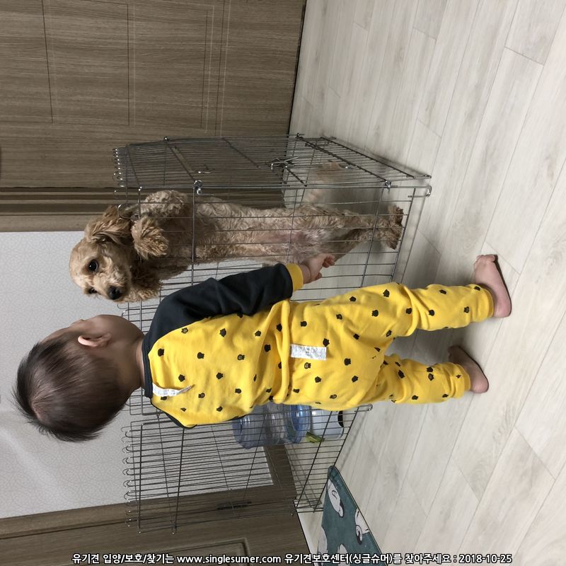 유기견보호센터 강아지보호소 고양이보호소 - 펫찾기 5번째 사진